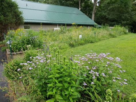 Grow Your Own Meadow - Susquehannock Wildlife Society