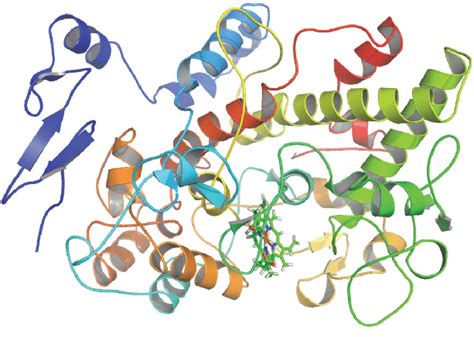 Three dimensional structure of the enzyme COX2 of Mus musculus. | Download Scientific Diagram