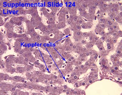 Liver Gall bladder Pancreas