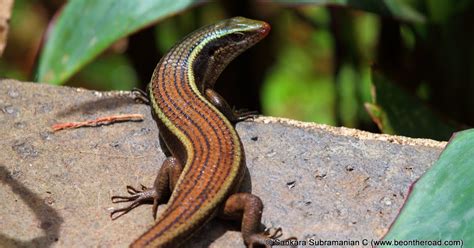 Reptile Photography: Bronze Grass Skink at Valparai - Be On The Road | Live your Travel Dream!