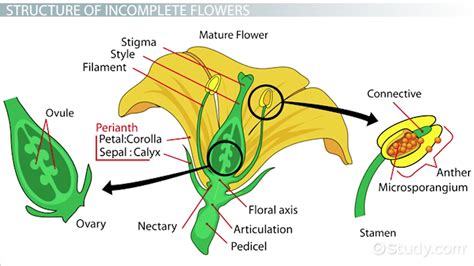 Incomplete Flowers: Examples & Structure - Video & Lesson Transcript | Study.com