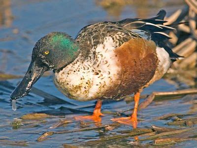 Shoveler | Diet, Habitat, & Facts | Britannica