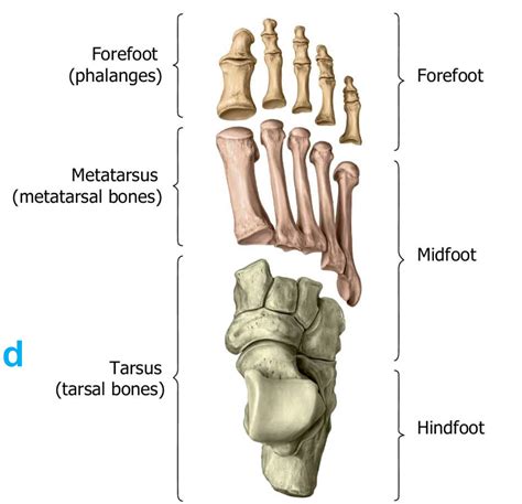 The foot | Anatomy, Medical illustration, Anatomy and physiology