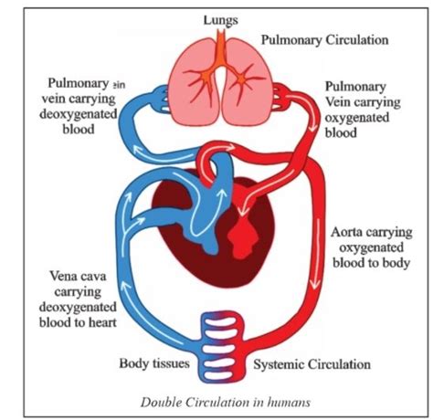 Draw A Schematic Diagram Of Double Circulation In Human Beings And Explain Why Is It So Called ...