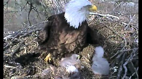 Eagle's Nest (Decorah Eagle Cam) - YouTube