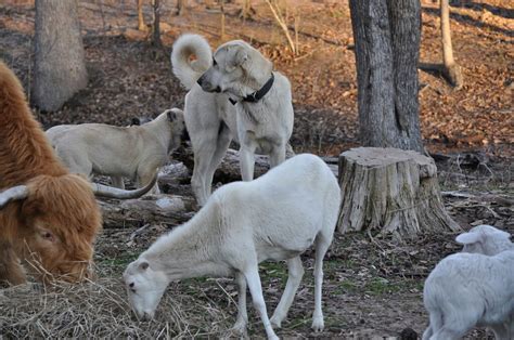 Boz Shepherd Dog Breeders Association TBBA Turkish Boz Shepherd Working Family Protection Dogs