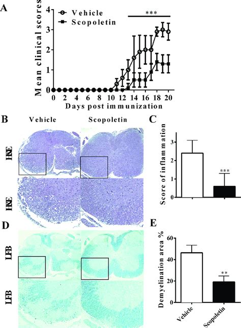 | Scopoletin suppressed the development of experimental autoimmune ...