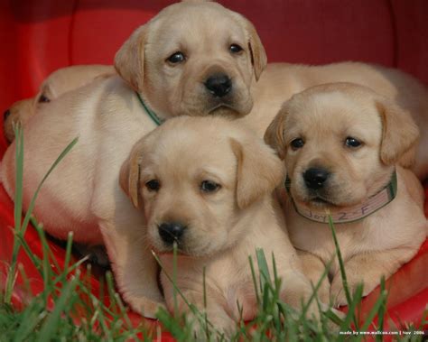 Three Labrador Retriever puppies photo and wallpaper. Beautiful Three ...