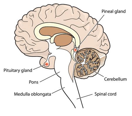 Photo of Cross section of brain showing - ID:46936653 - Royalty Free Image - Stocklib