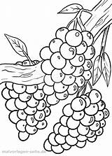Tolle Malvorlage Weintrauben  Obst Kostenlose Ausmalbilder Fruit sketch template