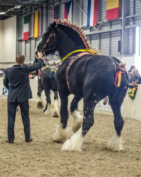 spring shire show | spring shire horse show 2013 | hayley price | Flickr