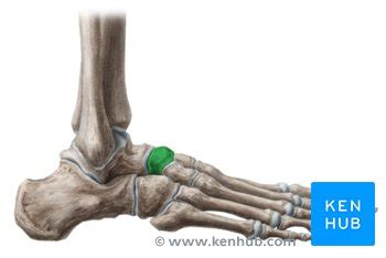 Navicular bone: Anatomy and clinical notes | Kenhub