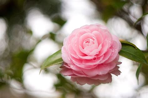 Pink Camellia Wallpapers - Wallpaper Cave