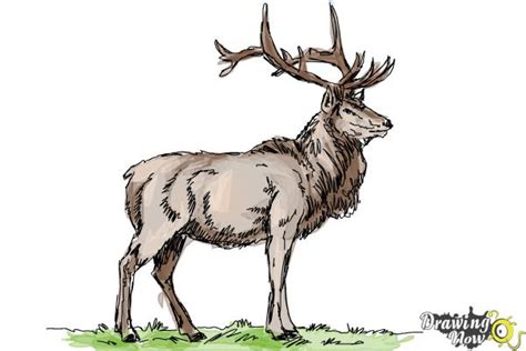 Elk Drawing