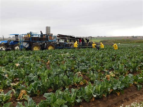 Cauliflower Harvest - Harvesting Rig - The Produce Nerd