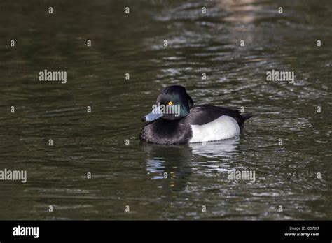 Tufted Duck male Stock Photo - Alamy