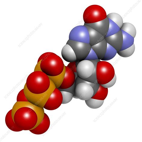 Guanosine triphosphate molecule - Stock Image - F010/6861 - Science ...