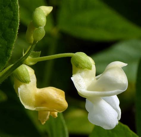 Phaseolus vulgaris (Bean, Beans, Bush Bean, Green Bean, Green Beans ...