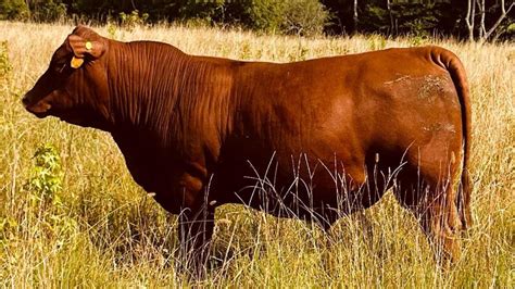 Barnyard Basics: South Poll cattle – A unique composite breed ...