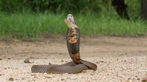 Study: Did cobras first spit venom to scare pre-humans? | Cornell Chronicle