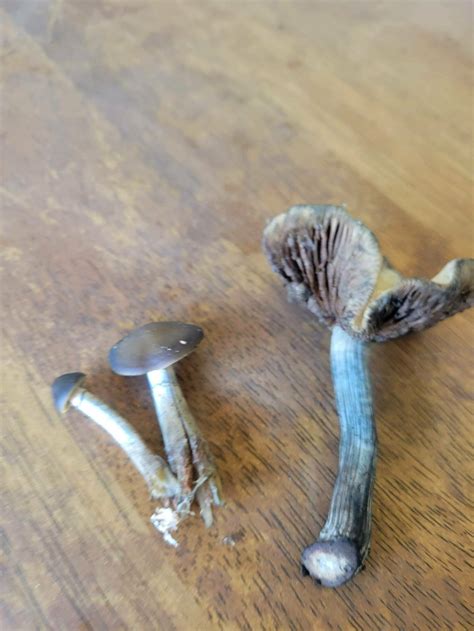 psilocybe caerulipes or Ovoid? - Mushroom Hunting and Identification - Shroomery Message Board