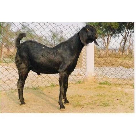 Sirohi Goat at Rs 500/kg | Sirohi Goats in Gangoh | ID: 14729054112