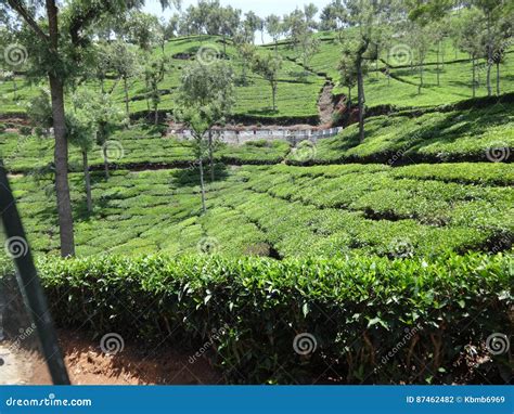 Tea Garden View of Ooty, India. Stock Photo - Image of hills ...