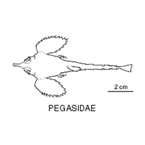 Line drawing of pegasidae