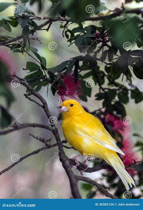 The Yellow Canary, (Serinus Canaria Domestica Stock Photo - Image of ...