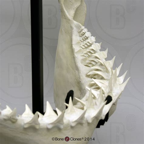 Great White Shark Jaw - Bone Clones - Osteological Reproductions