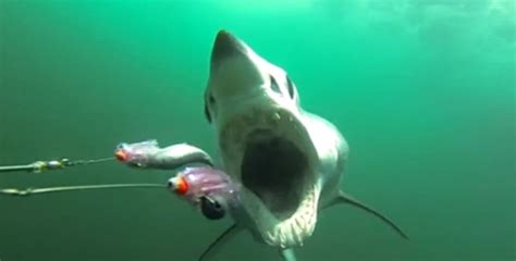 VIDEO: Mako shark attack in slow motion - Fishing World