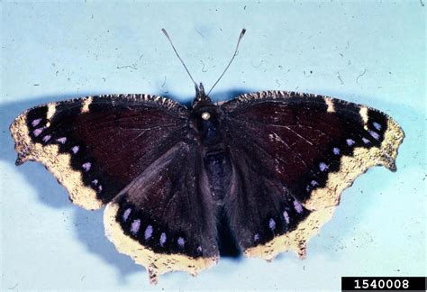 mourning cloak butterfly (Nymphalis antiopa (Linnaeus))