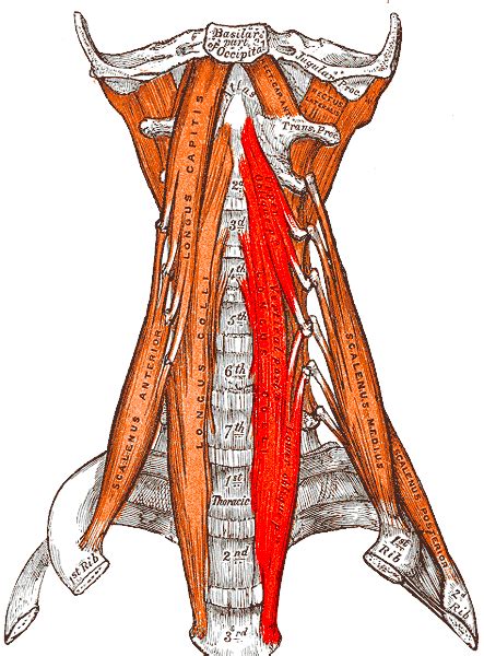 Fixing Posture: The Deep Neck Flexors