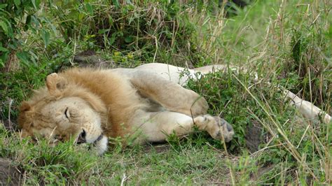 Two male lions sleeping near Singita Mara River, Tanzania, 2017-09-13 - YouTube