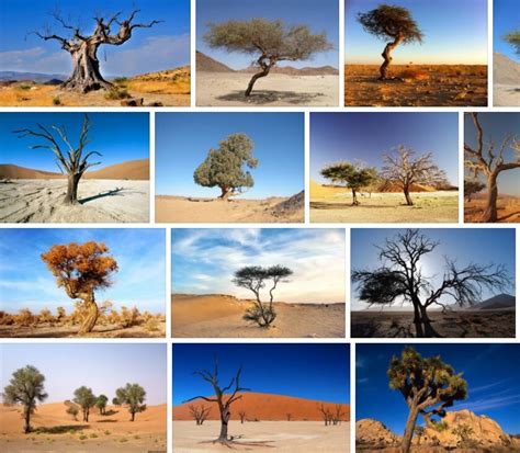 Desert Trees - The Best Desert Trees with Pictures and Names | Tree Types