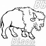 Free Bison Coloring Pages  JenetnGeines sketch template