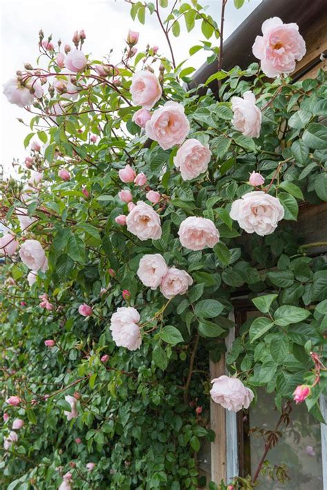 Climbers on Walls | Climbing roses, David austin roses, Beautiful flowers