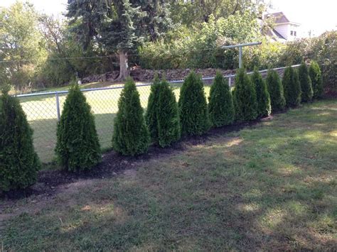 Arborvitae Fence Line