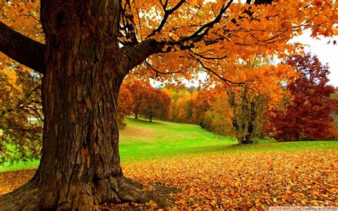 Fall Scenes Wallpaper and Screensavers (58+ images)