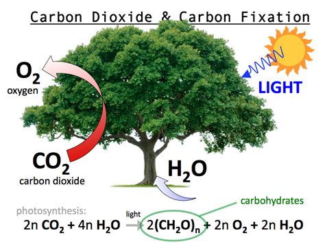 Carbon fixation is when carbon dioxide is...