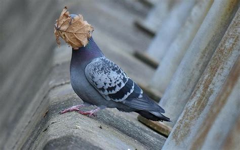 Pigeon Blank Template - Imgflip