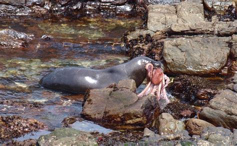 What Animals Eat Sea Lions : Predators Revealed - Sea Ocean Info