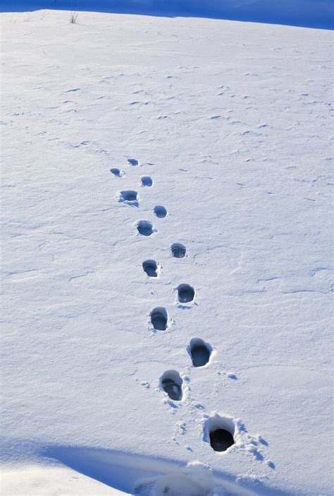 Footprints In The Snow Royalty Free Stock Photos - Image: 7841848