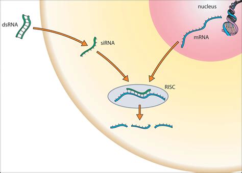 RNAi in the Clinic