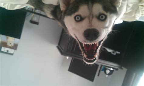 This creepy dog. : r/photoshopbattles