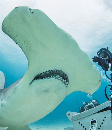 Bimini Bahamas Hammerhead Shark Diving Encounters & Dive Rates | Bimini, Bimini bahamas, Shark ...