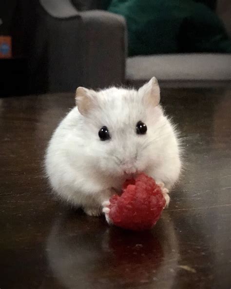 Pin on Hamster