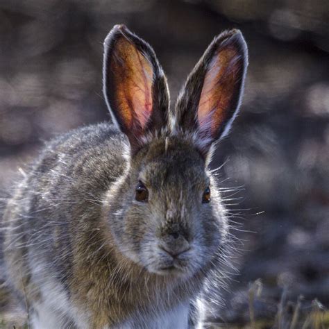 Free photo: Snowshoe Hare - Animal, Wildlife, Wild - Free Download - Jooinn