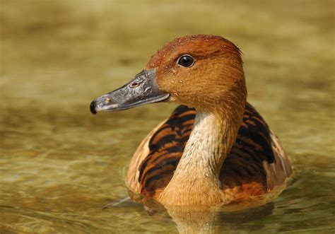 Fulvous Whistling Duck Dendrocygna bicolor - Пошук Google | Birds voice ...