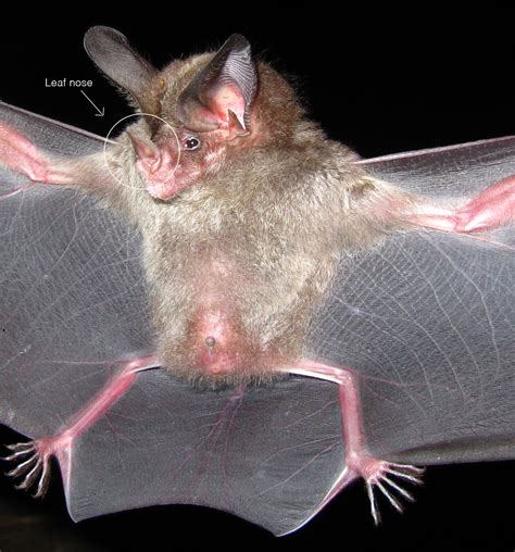 Leaf-nosed bats — cucusonic